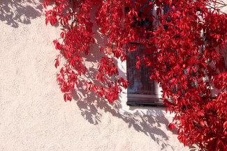 Rotes Weinlaub am Gemeindehaus