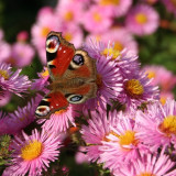 schmetterling